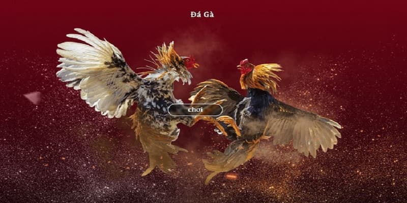 Lý do đá gà trực tiếp trên mạng FB88 ngày càng được ưa chuộng