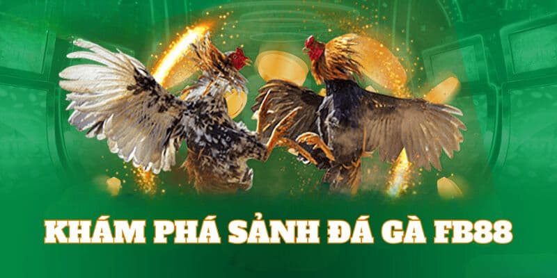 Lý do nên tham gia đá gà FB88